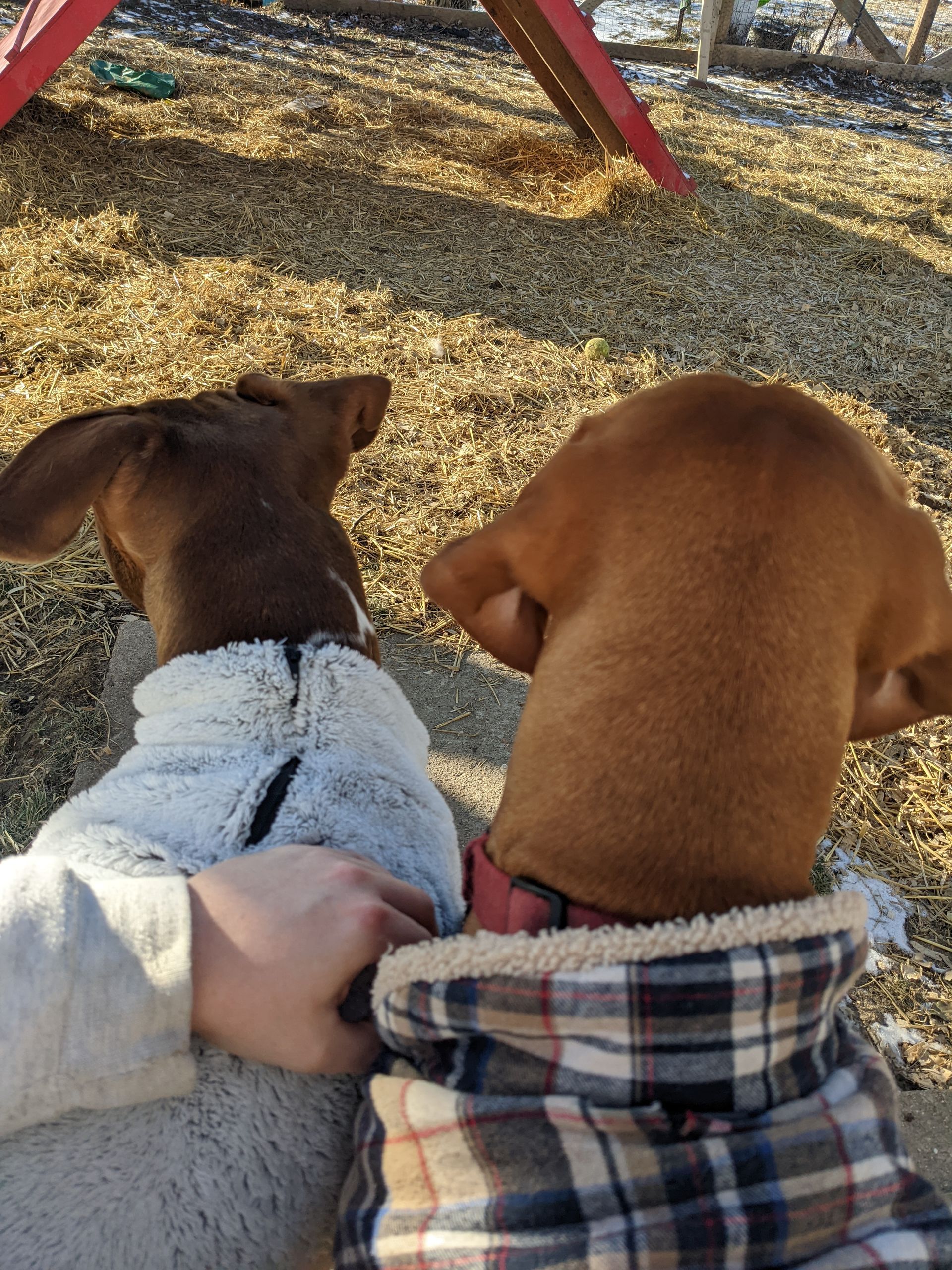 Two dogs are laying next to each other wearing sweaters