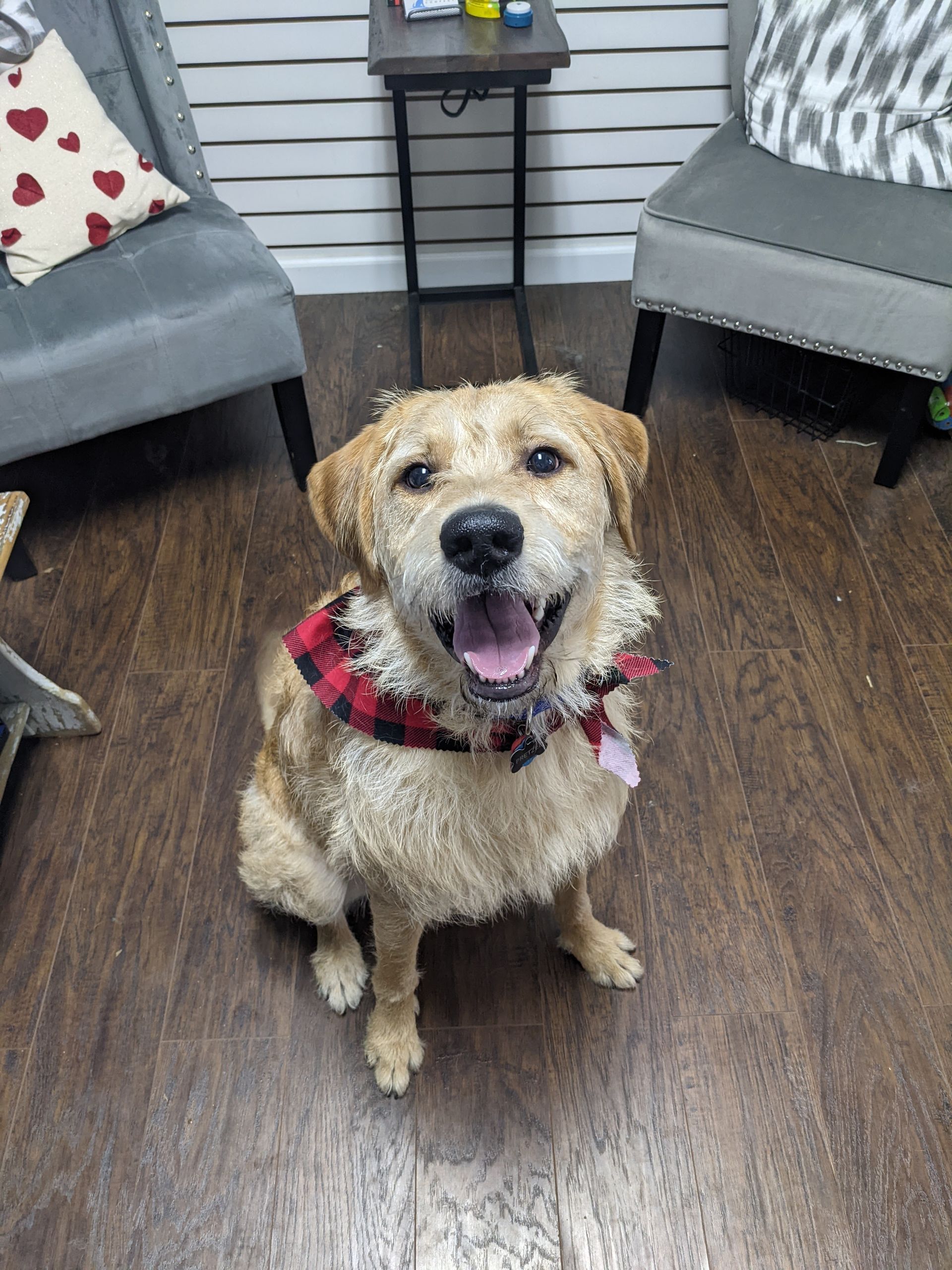 A dog wearing a plaid bandana is sitting on a wooden floor.