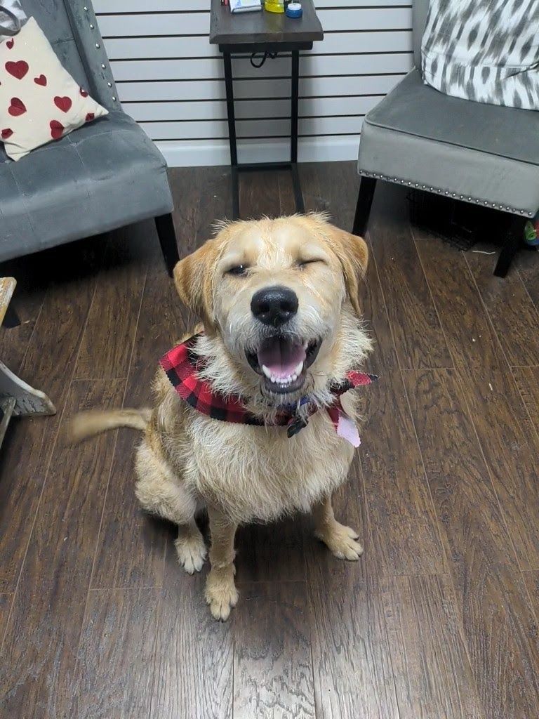A dog wearing a bandana is sitting on a wooden floor with its eyes closed.