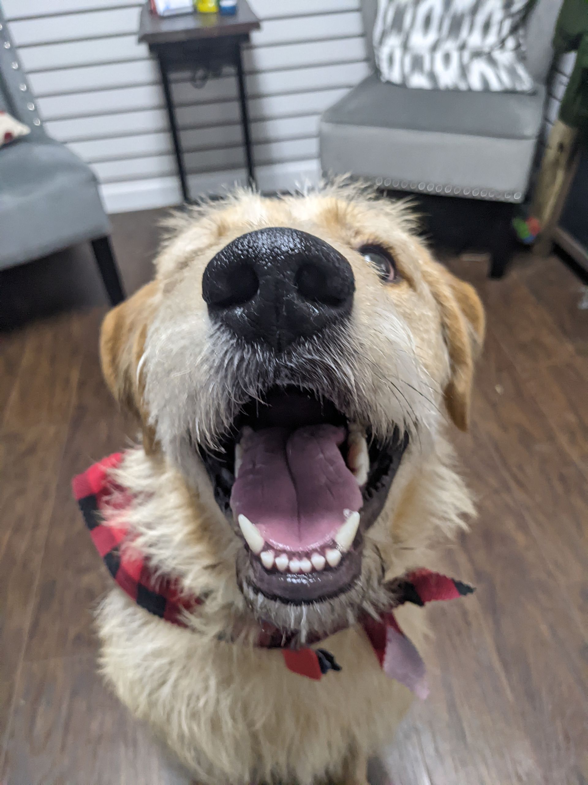 A close up of a dog 's face with its mouth open.