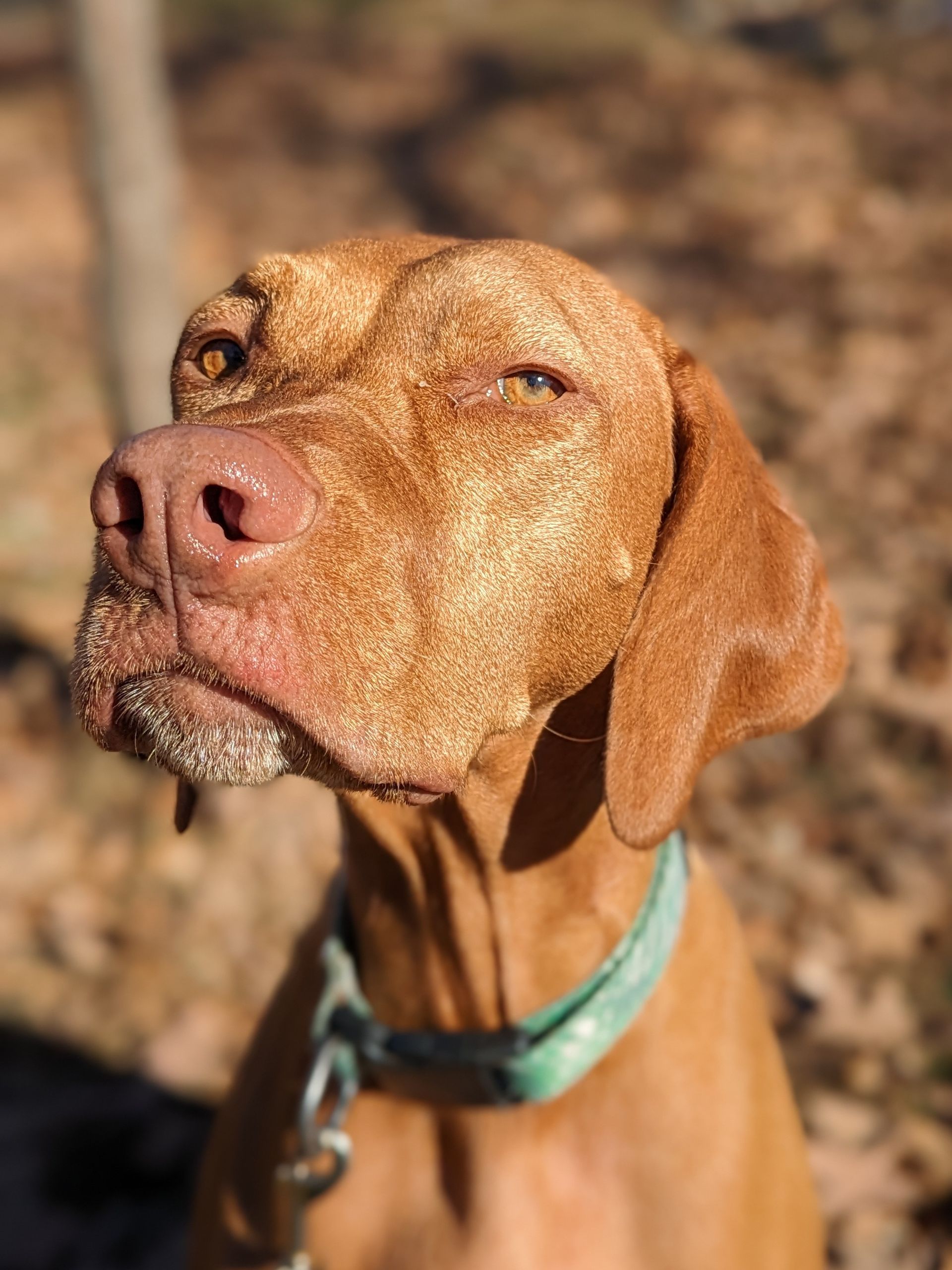 A close up of a brown dog wearing a green collar.