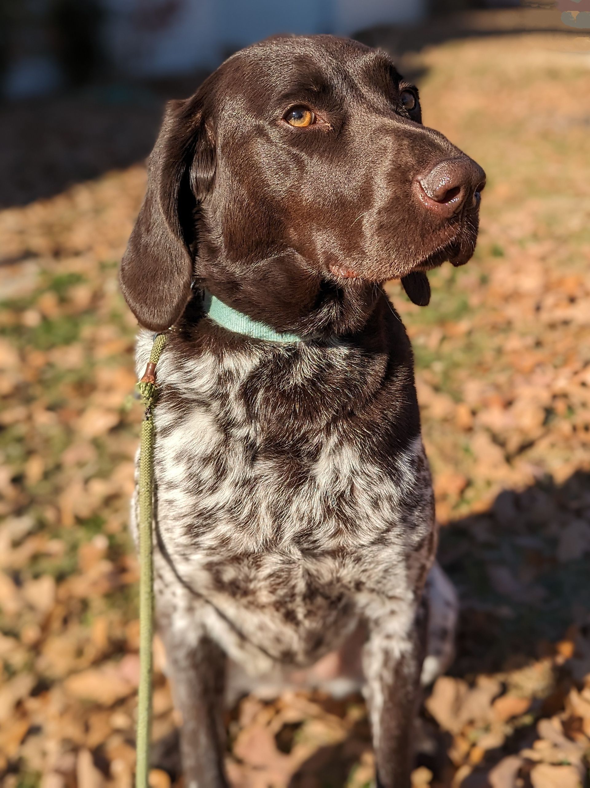 A close up of a brown and white dog on a leash.