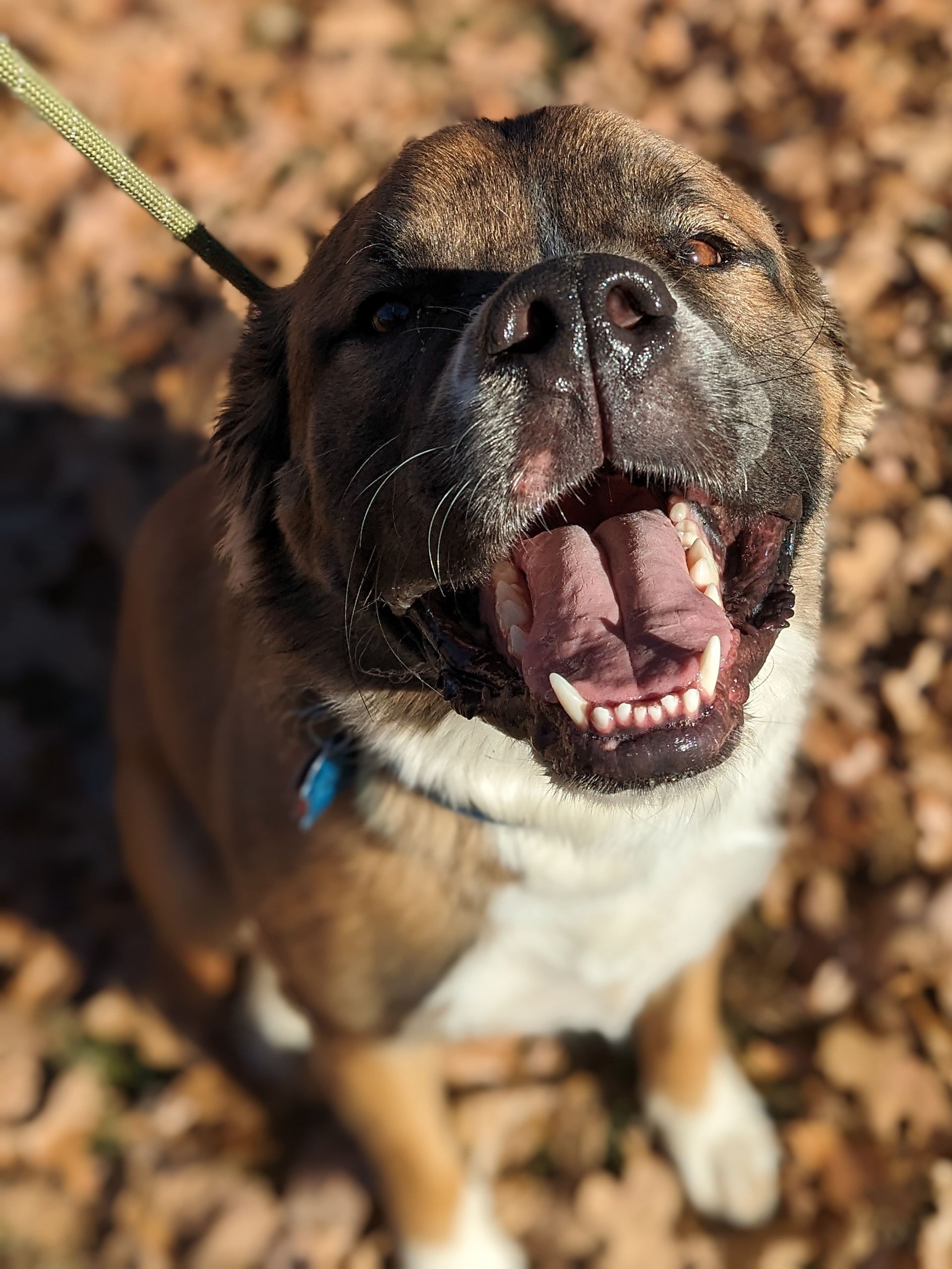 A brown and white dog on a leash with its tongue hanging out.