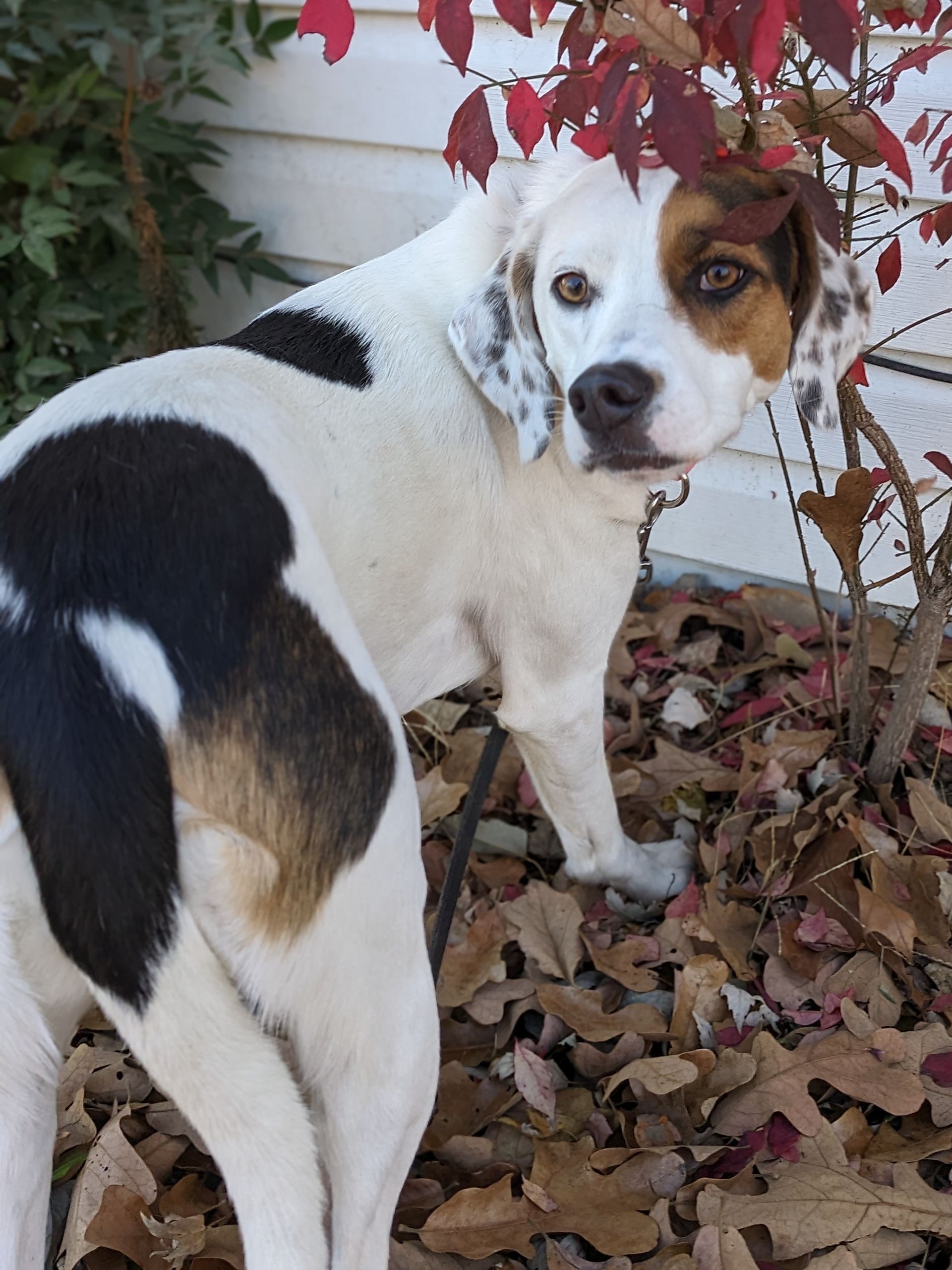 A black and white dog is standing in a pile of leaves