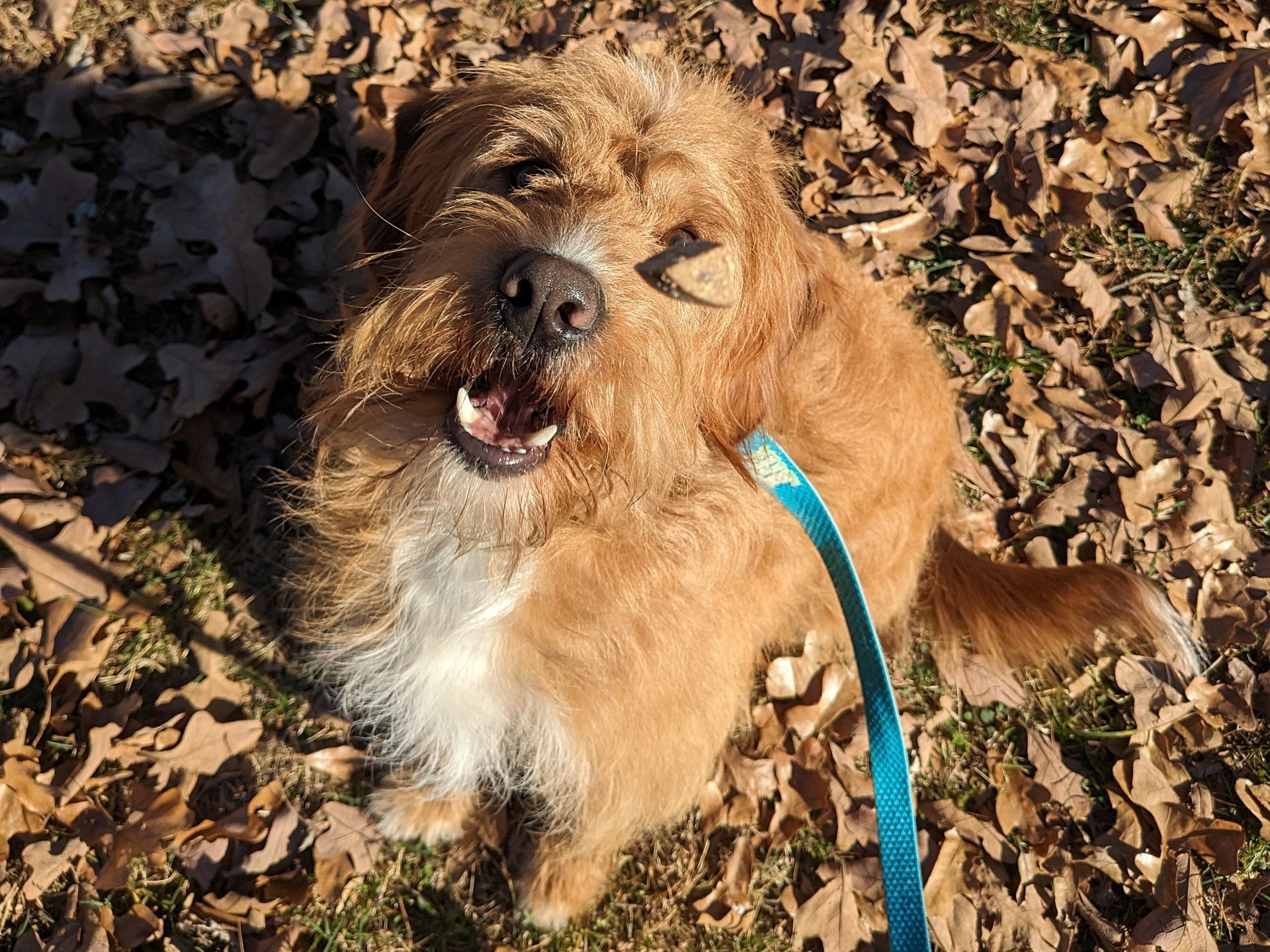 A dog is laying on the ground with its mouth open