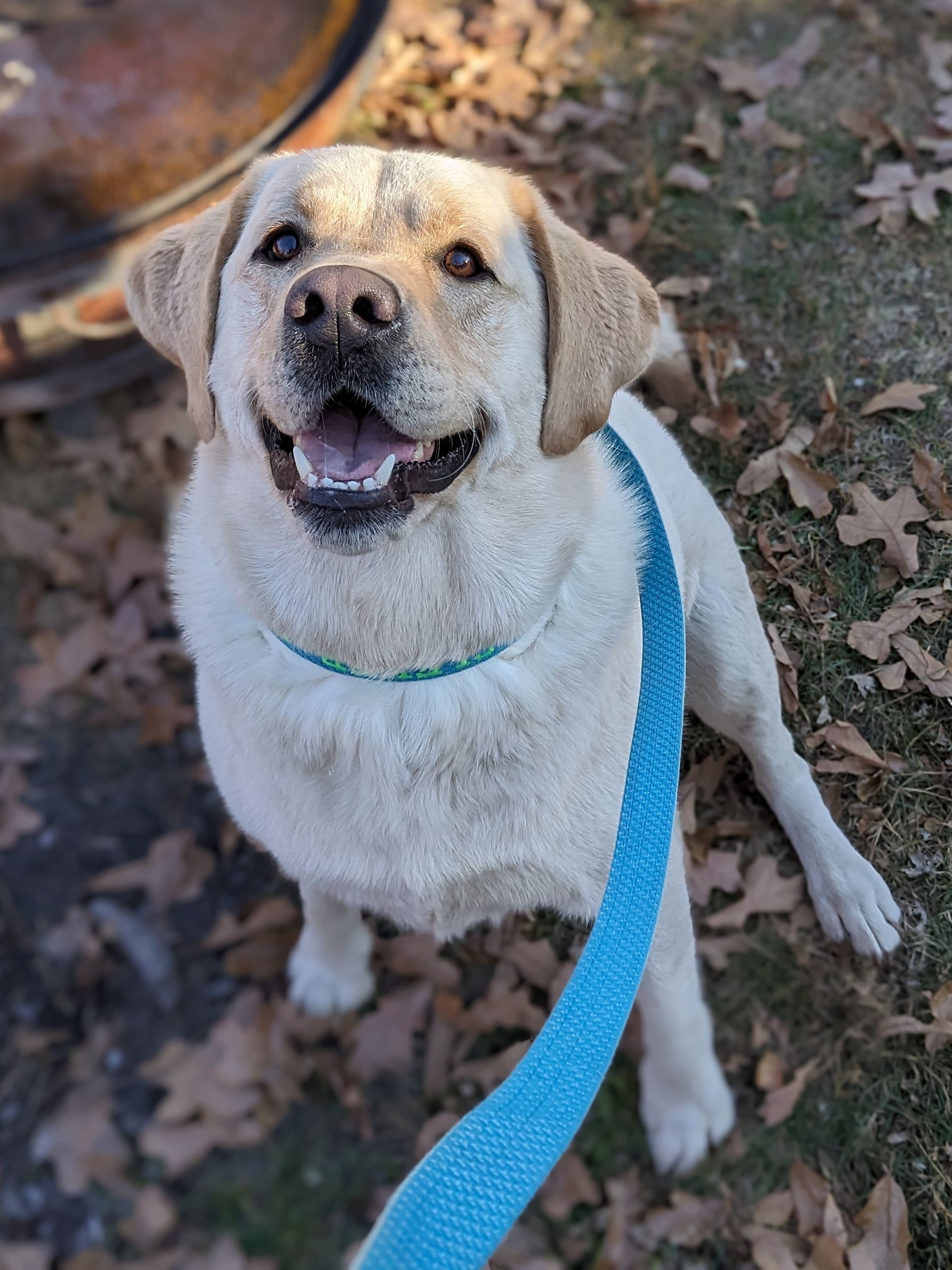 A white dog is wearing a blue leash and smiling.