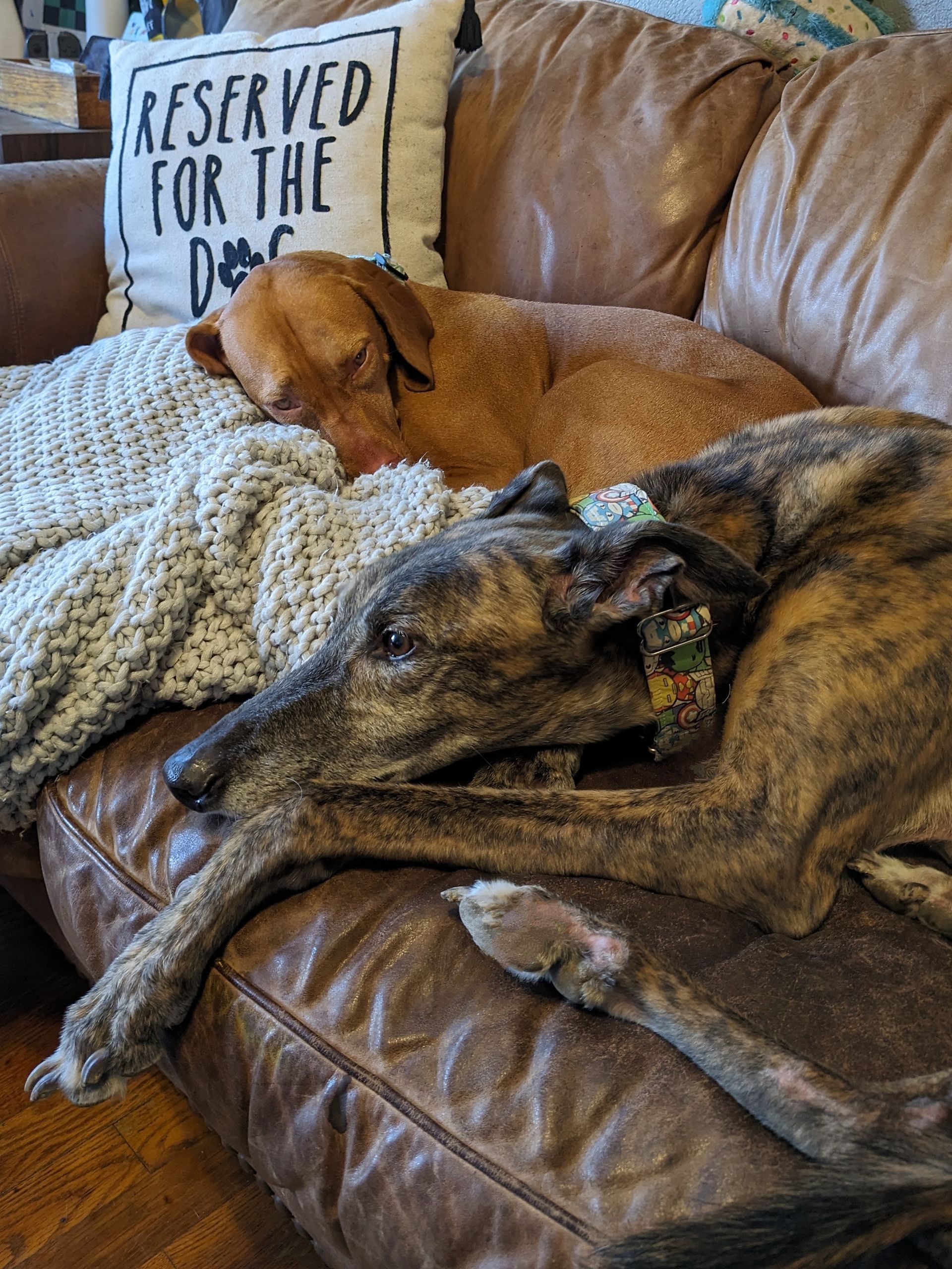 Two dogs are sleeping on a couch with a reserved for the dog pillow.