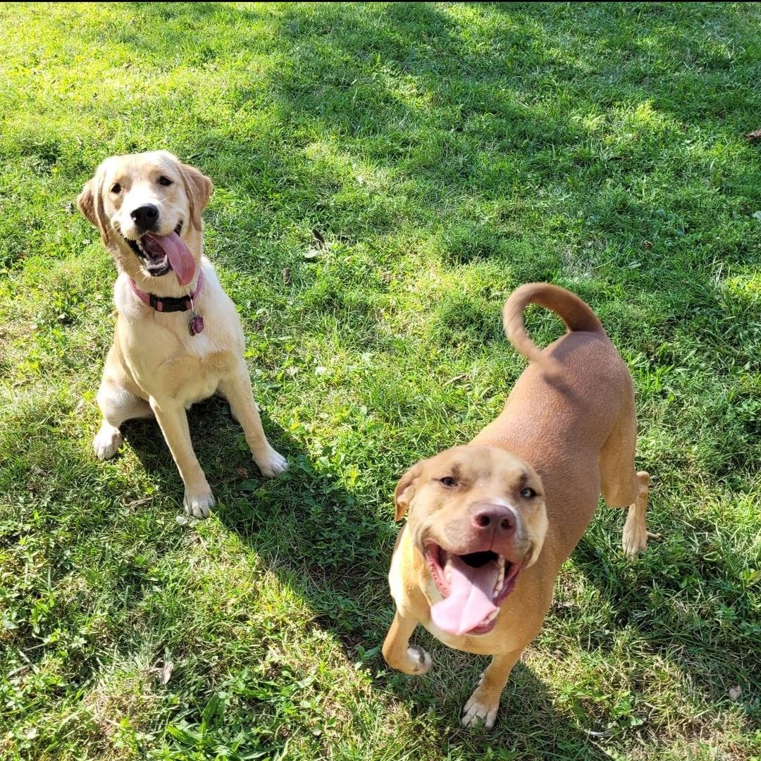 Two dogs are standing next to each other in the grass.