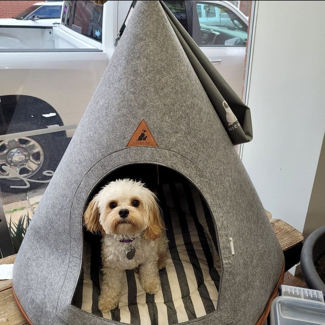 A small dog is sitting inside of a teepee