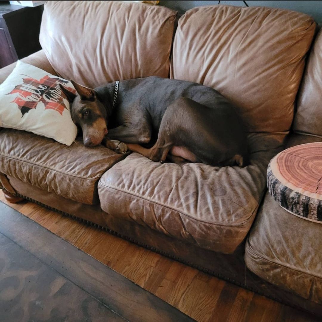 A dog is laying on a brown leather couch
