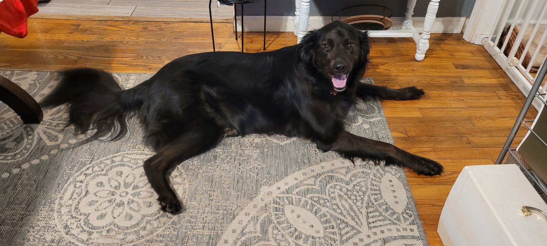 A black dog is laying on a rug in a living room.
