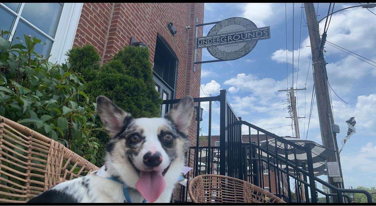 A black and white dog is standing in front of a building.