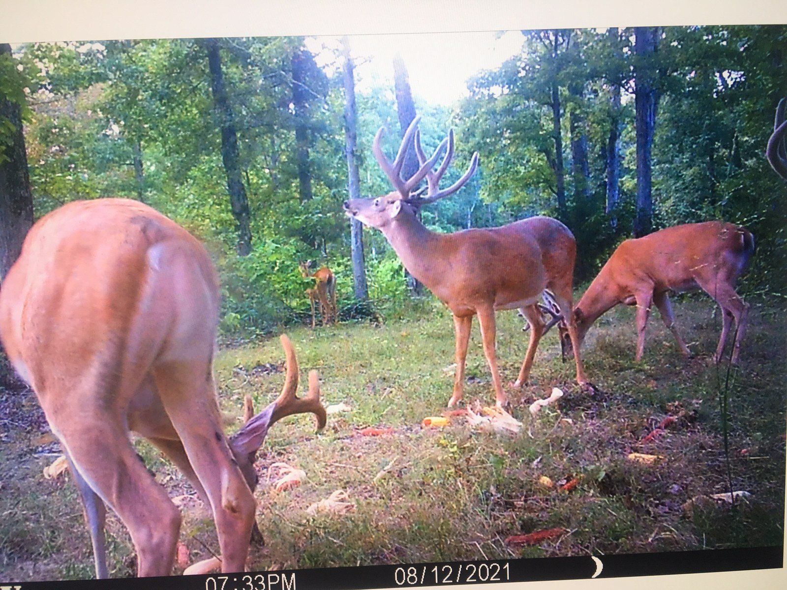 Tennesse Whitetail Deer Hunting, TN Turkey Hunting, Photos