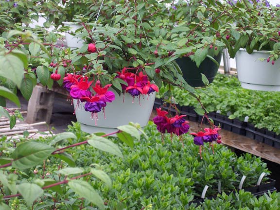 Fuchsia Flower - Greenhouse in Hudson, ME