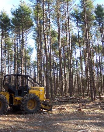 Pine Thinning - Forestry Management in Hudson, ME