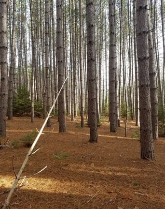 Red Pine Trees - Forestry Management in Hudson, ME