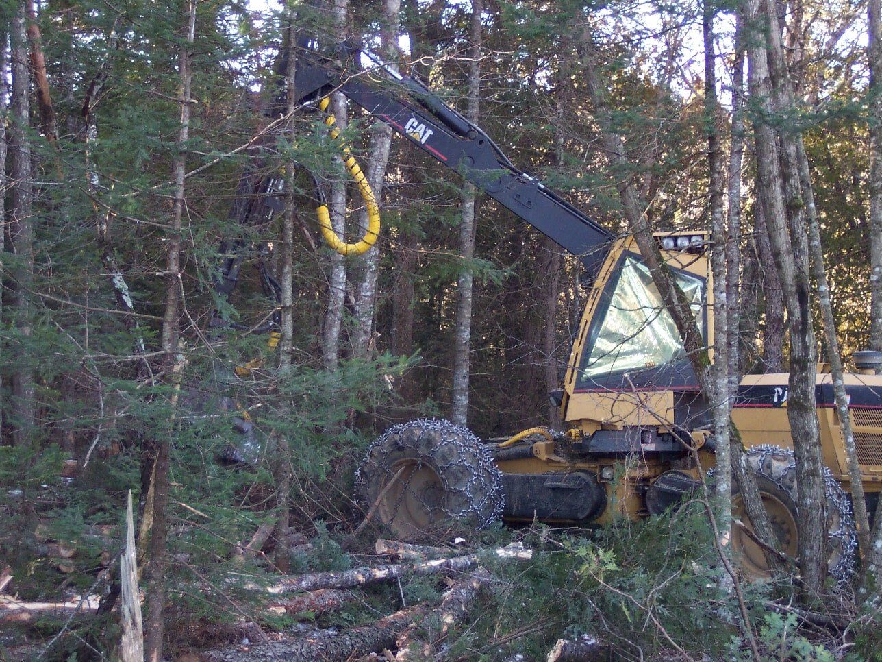 Cut-to-length in Fir - Forestry Management in Hudson, ME