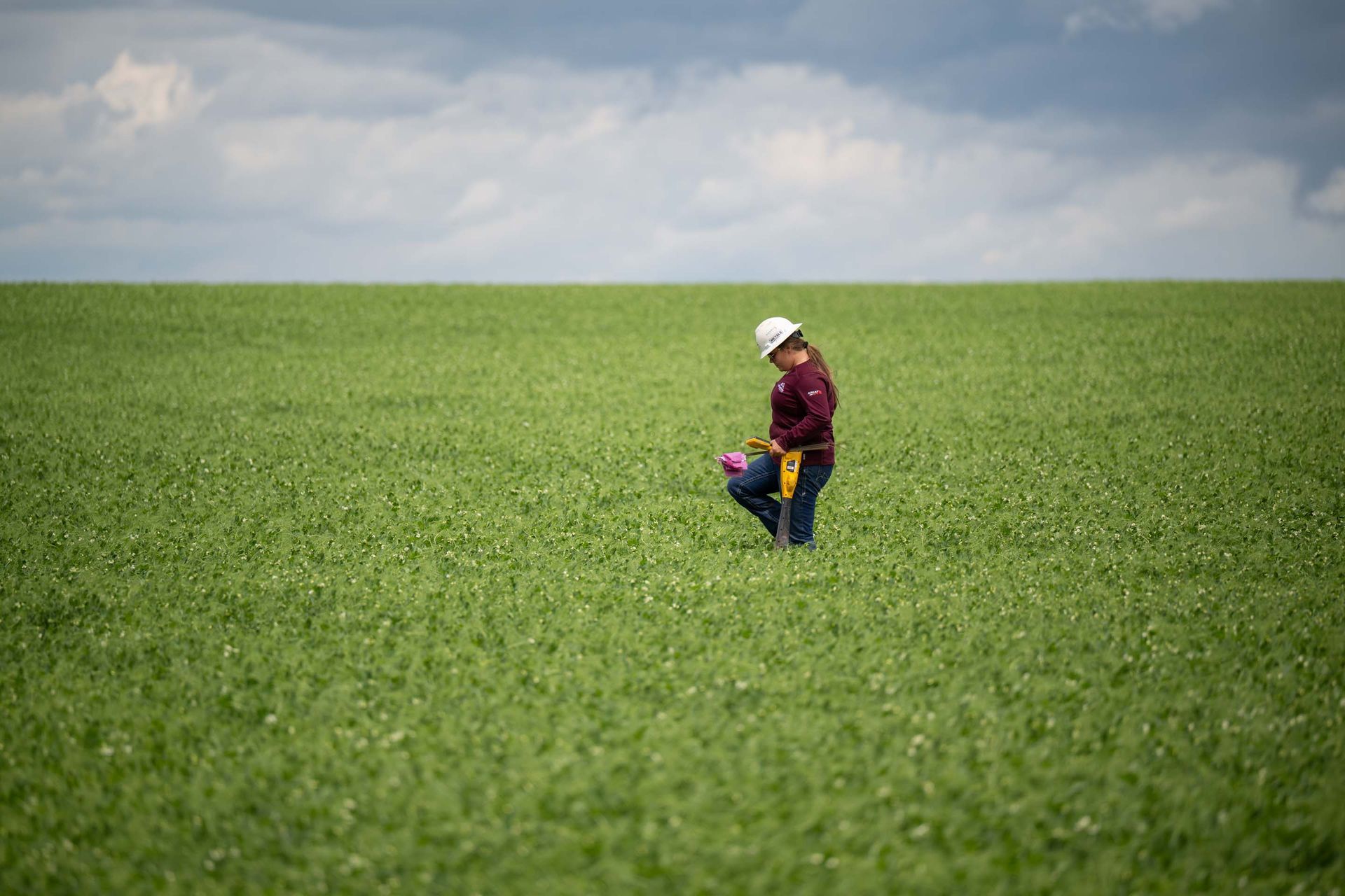 Person in white hard hat examining crops in a green field under a cloudy sky.