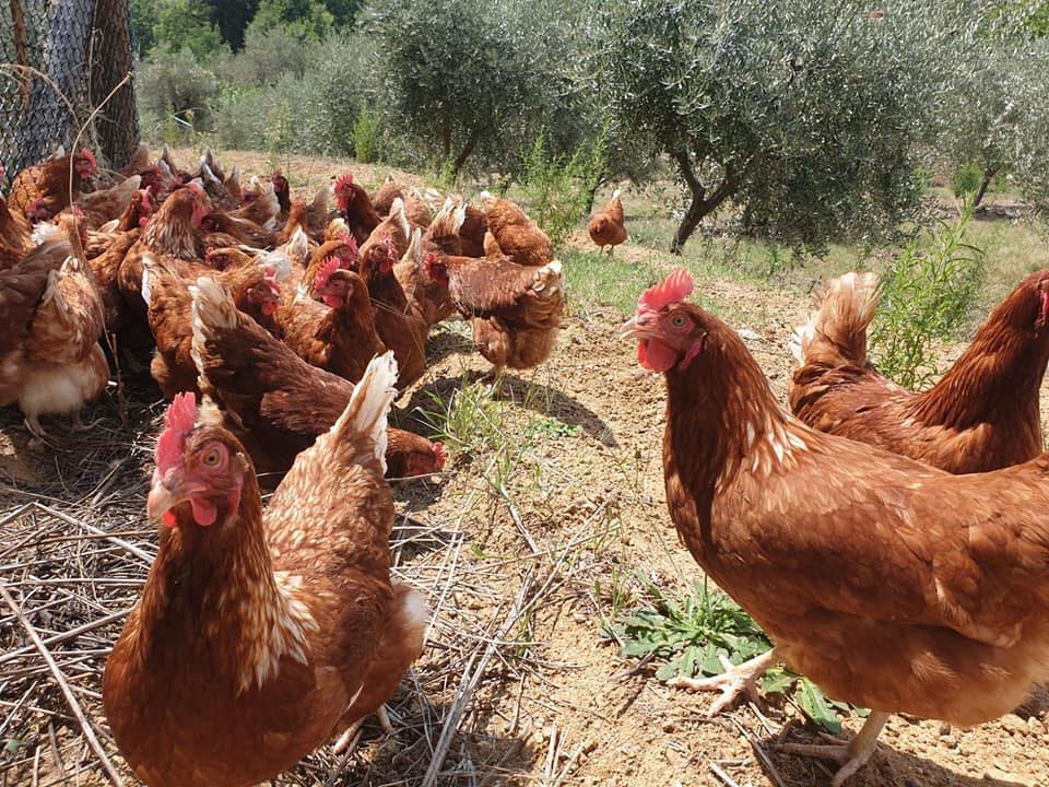 Galline