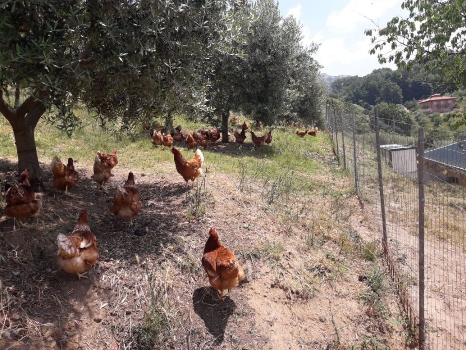 Galline in campagna