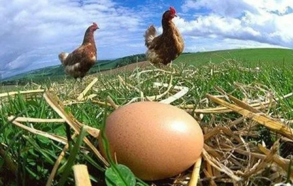 Uovo di gallina