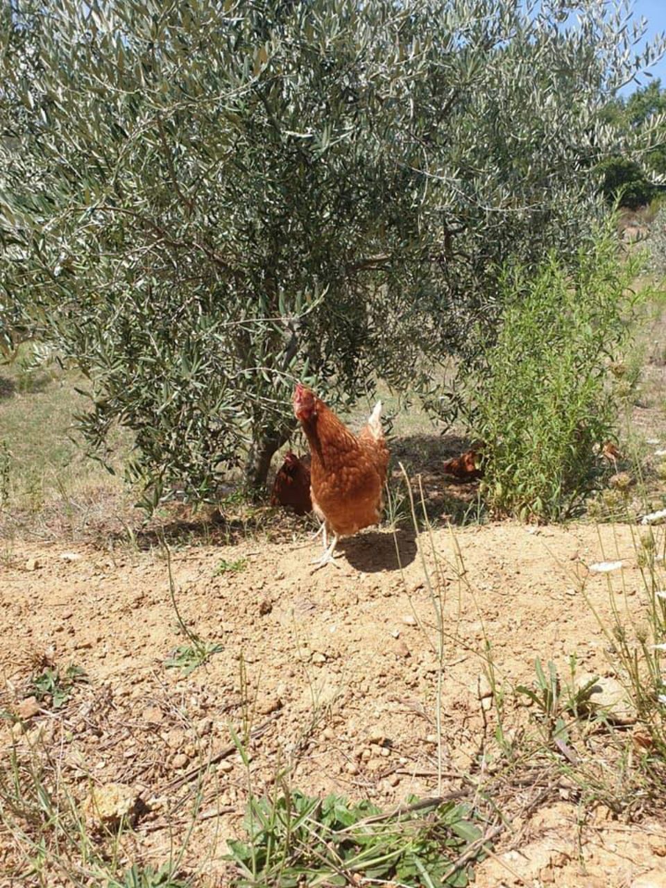 Gallina nel verde