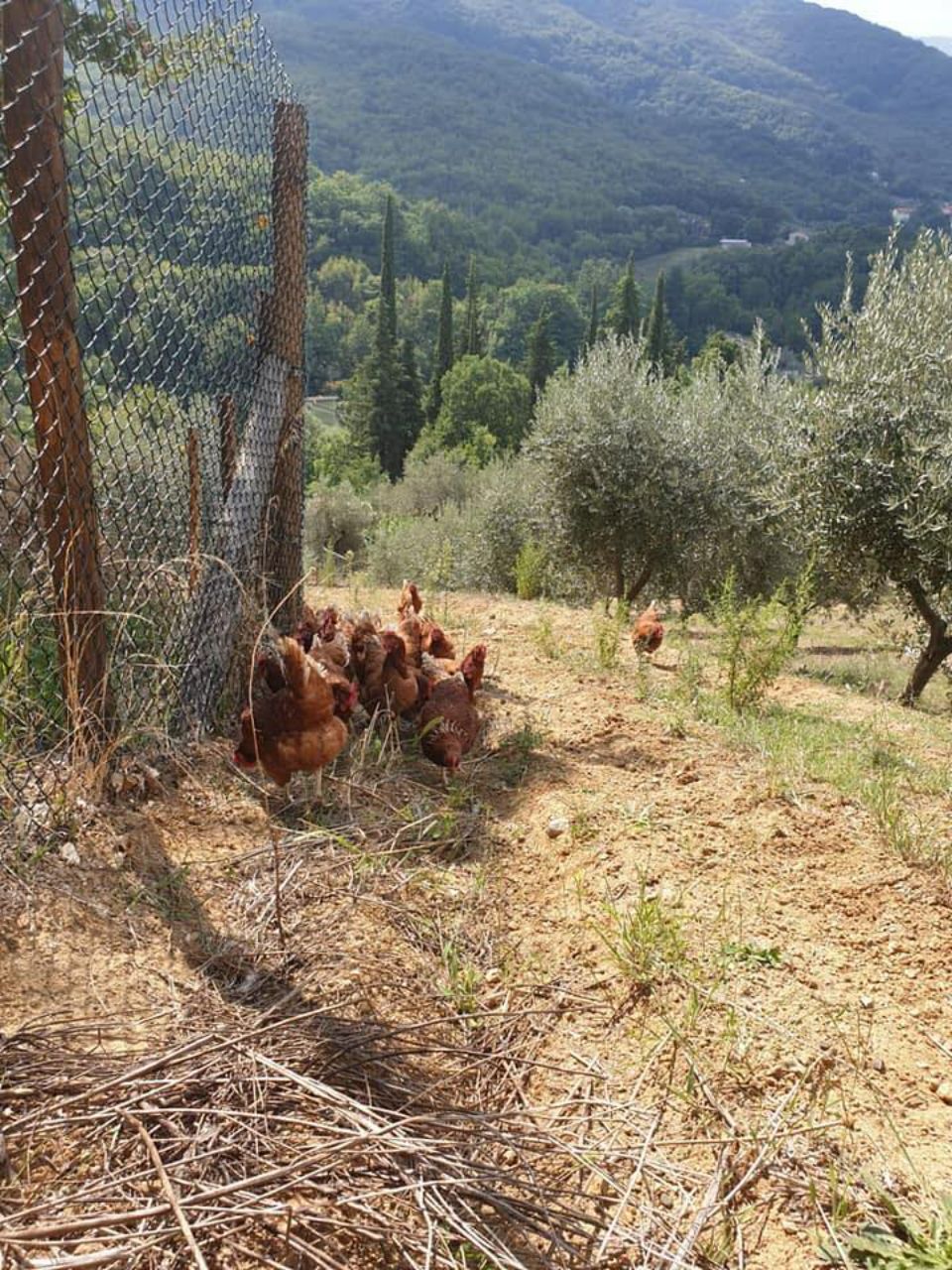 Allevamento di galline