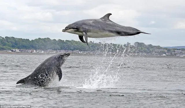 Two dolphins are jumping out of the water.