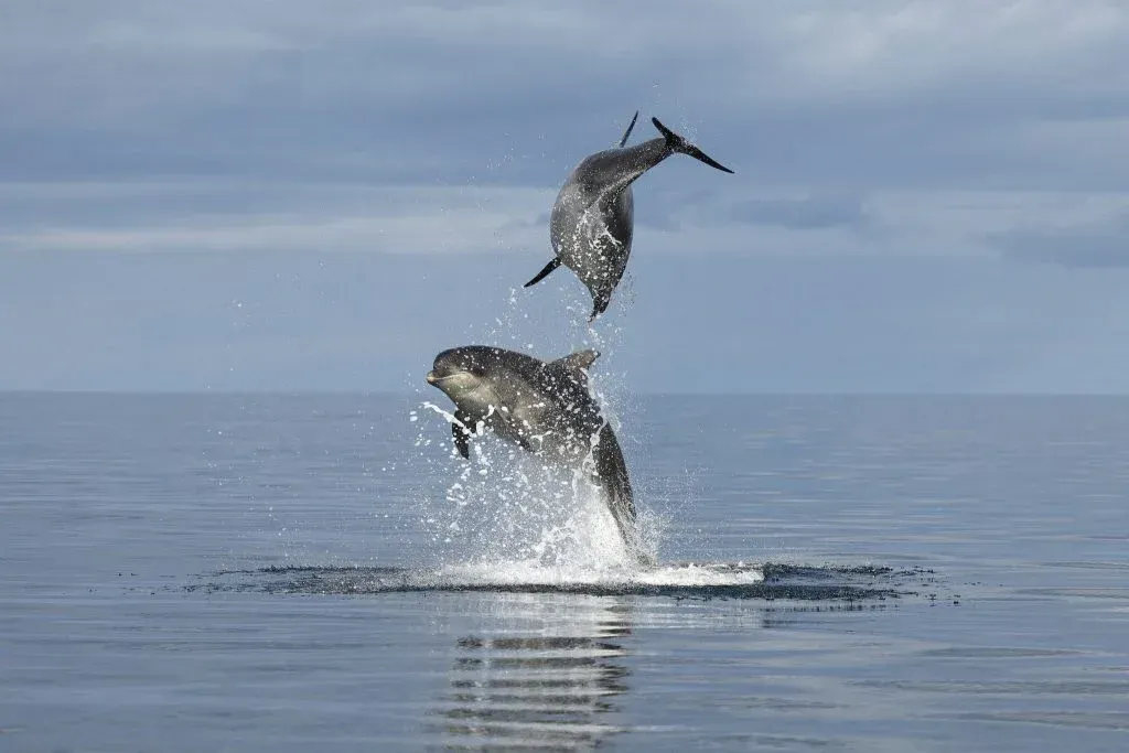 Two dolphins are jumping out of the water.