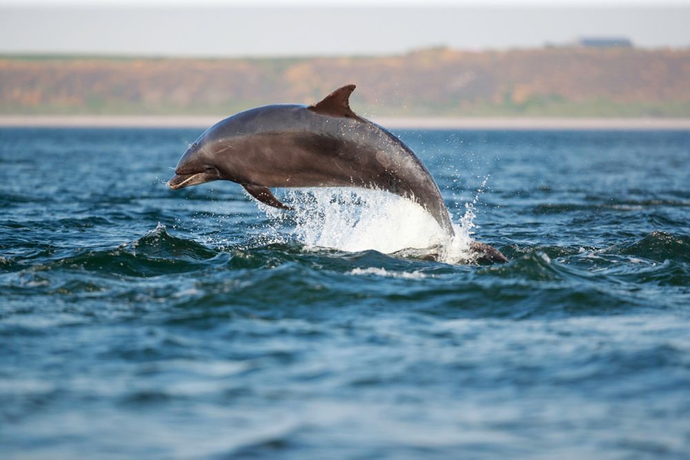 A dolphin is jumping out of the water.
