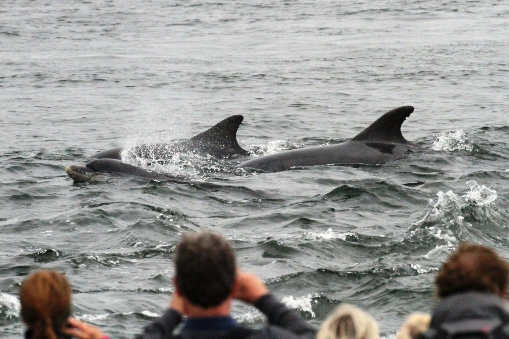 A group of people are watching dolphins in the ocean