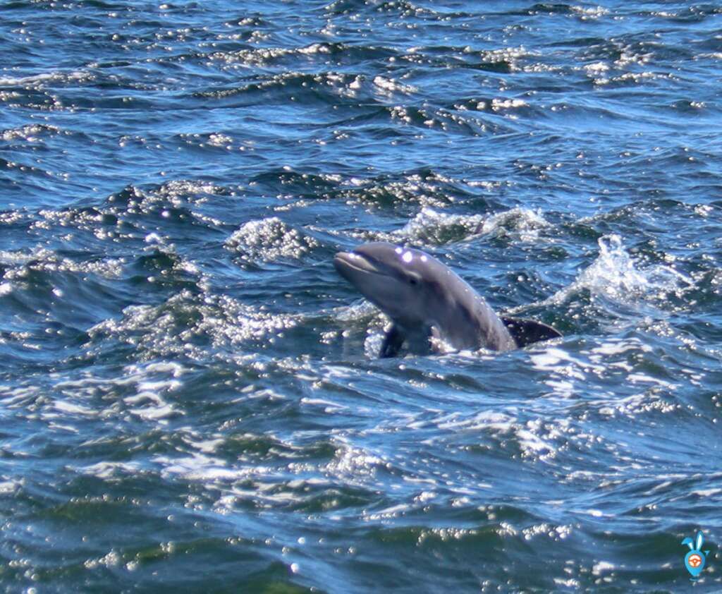 A dolphin is jumping out of the water