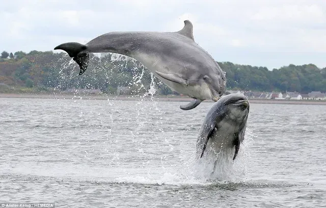 Two dolphins are jumping out of the water.