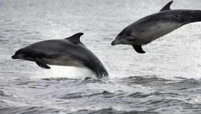 Two dolphins are jumping out of the water in a black and white photo.