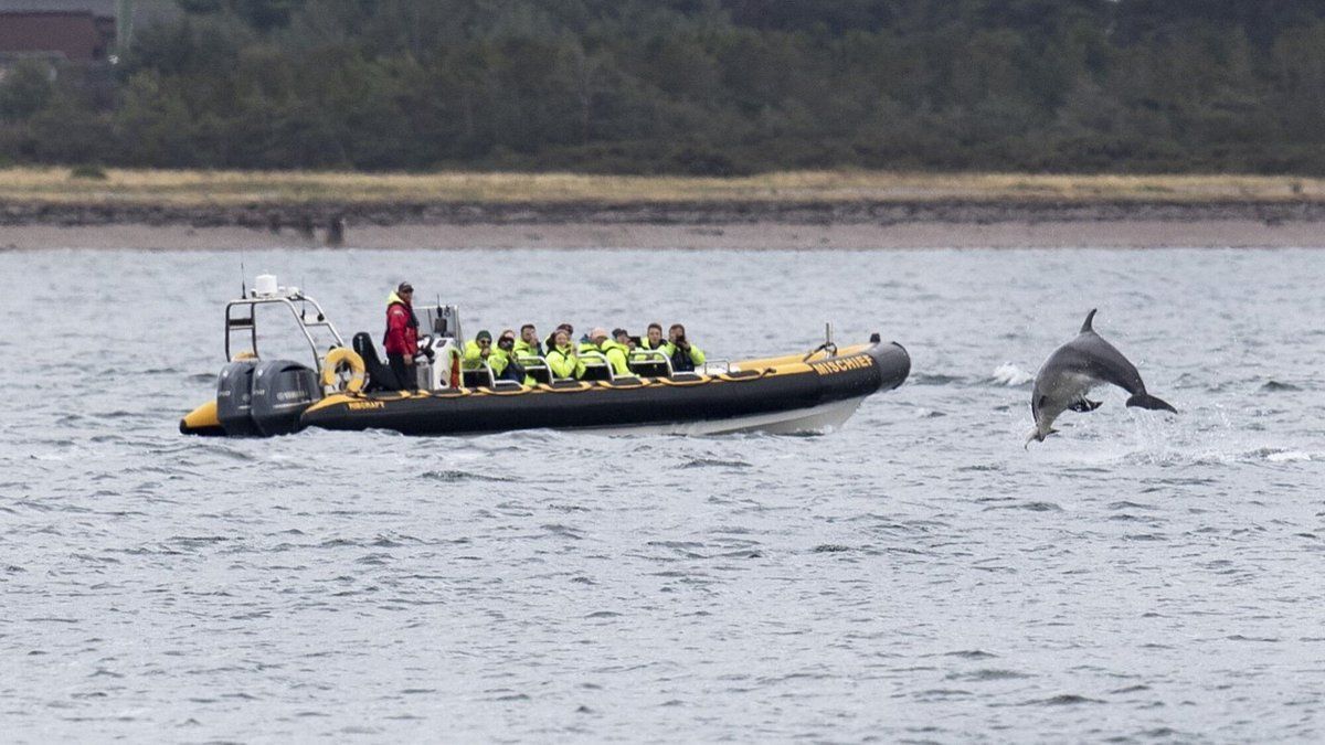 A dolphin jumping out of the water of the Beauly Firth with onlookers watching from a boat operated by Dolphin Spirit