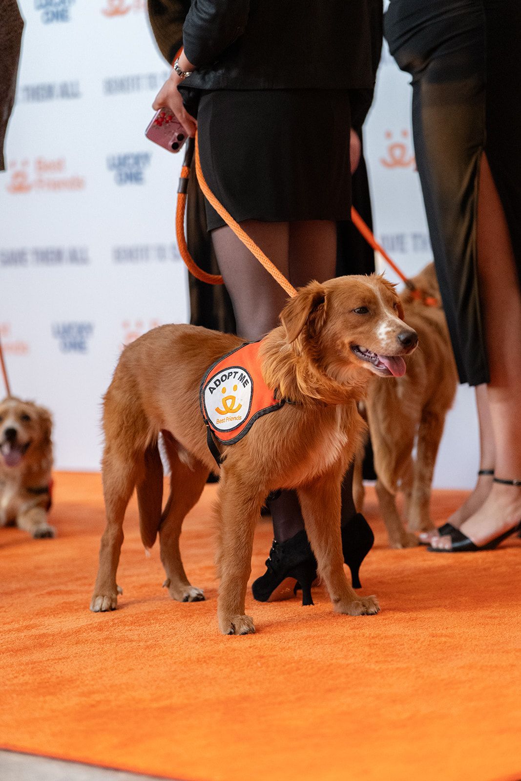 Golden dog in orange vest on an orange carpet, at an event.