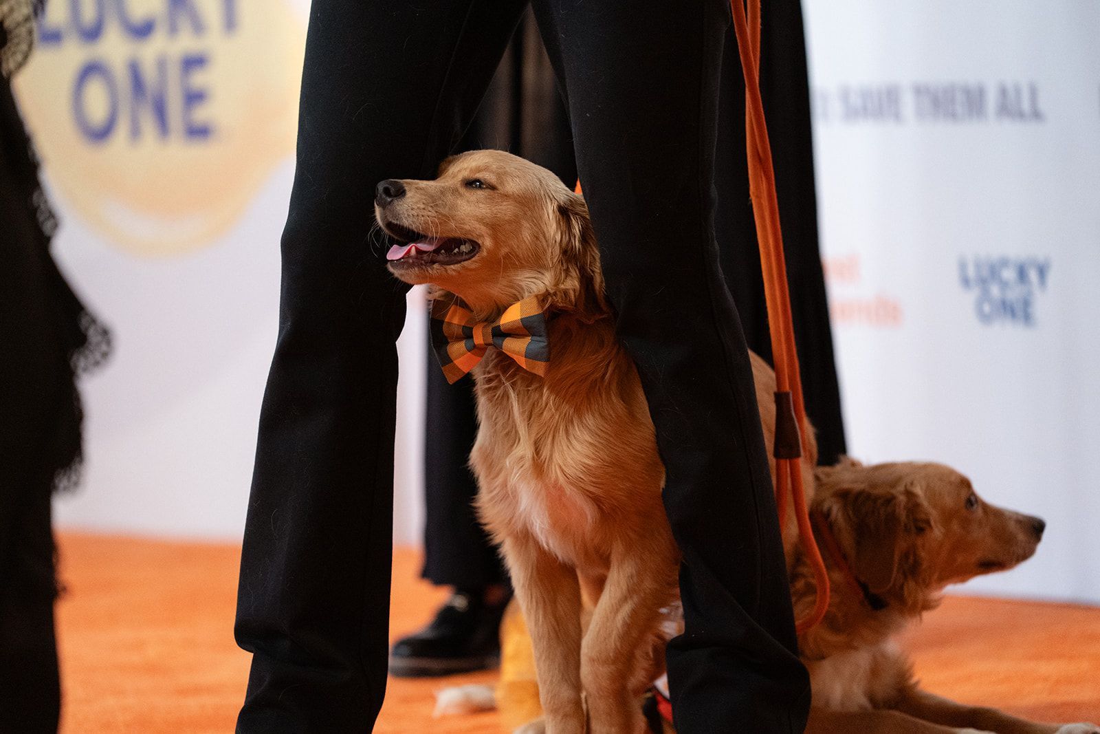 Two golden retrievers on an orange carpet, one wearing a bow tie and looking up.
