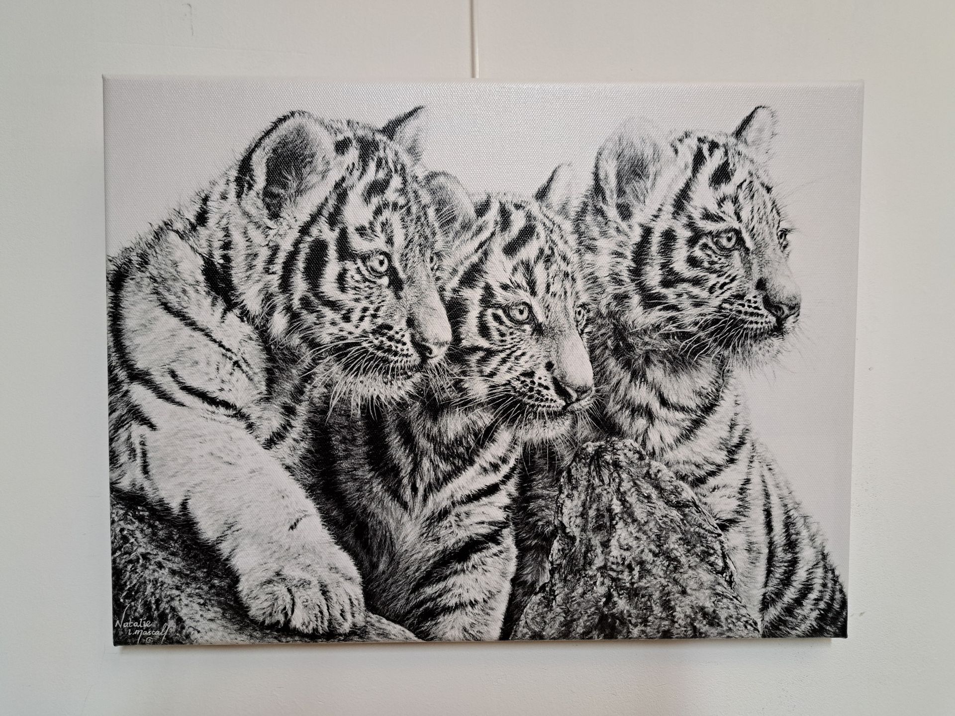 Tiger print available on paper or on canvas, Tiger print, open edition tiger print, Tiger Canvas print, Tiger cub print, three tiger cubs print, three tiger cubs canvas print, custom canvas prints, 12x16inches tiger drawing printed to canvas, Art to canvas, art prints, Natalie Mascall's prints, Natalie's Mascall's high quality canvas prints,
