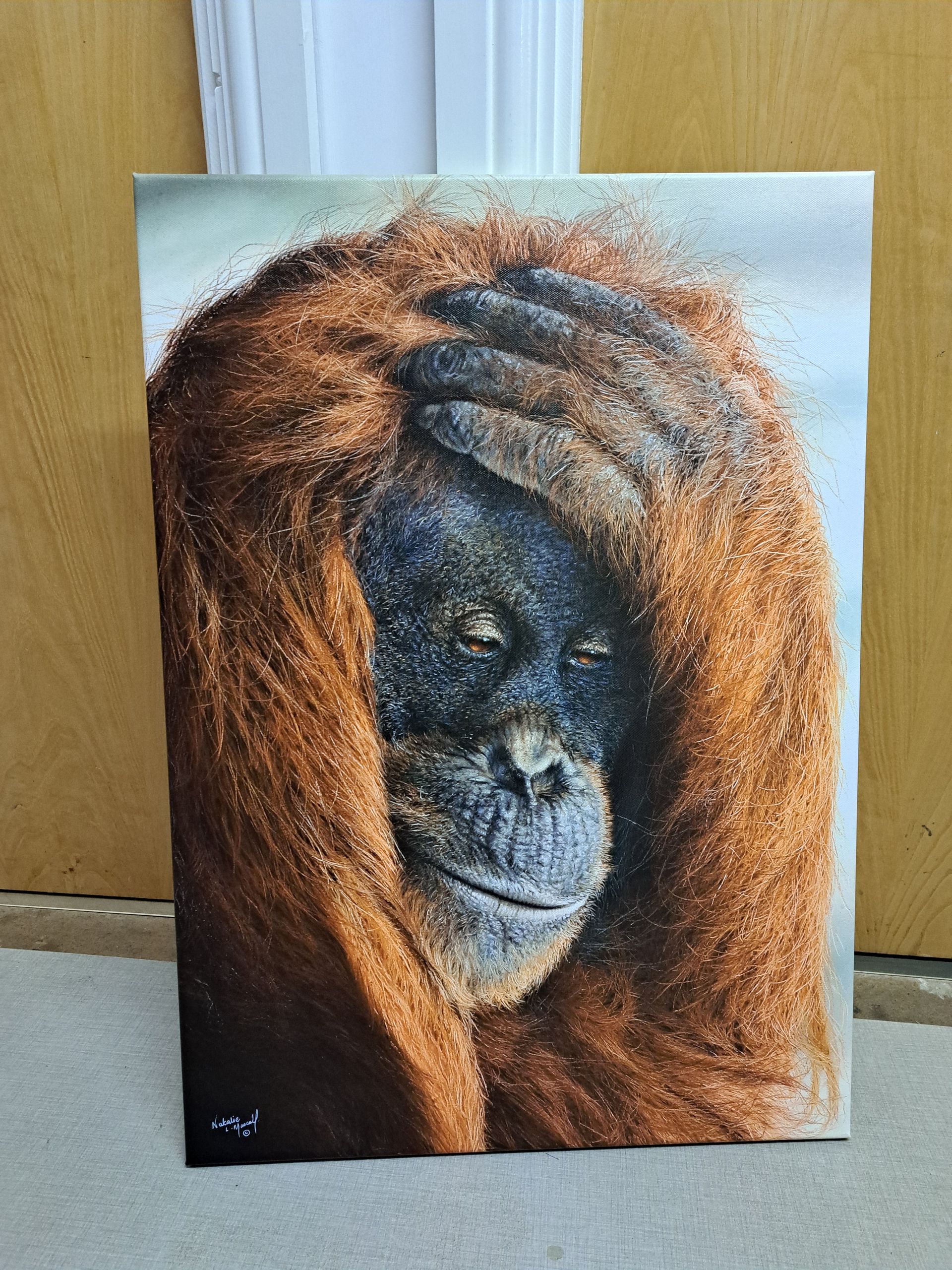 canvas print, orangutan drawing printed to canvas, award winning artwork printed to canvas, canvas art, open edition print, giclee print, fine art print, great ape art, great ape canvas print, custom canvas,
