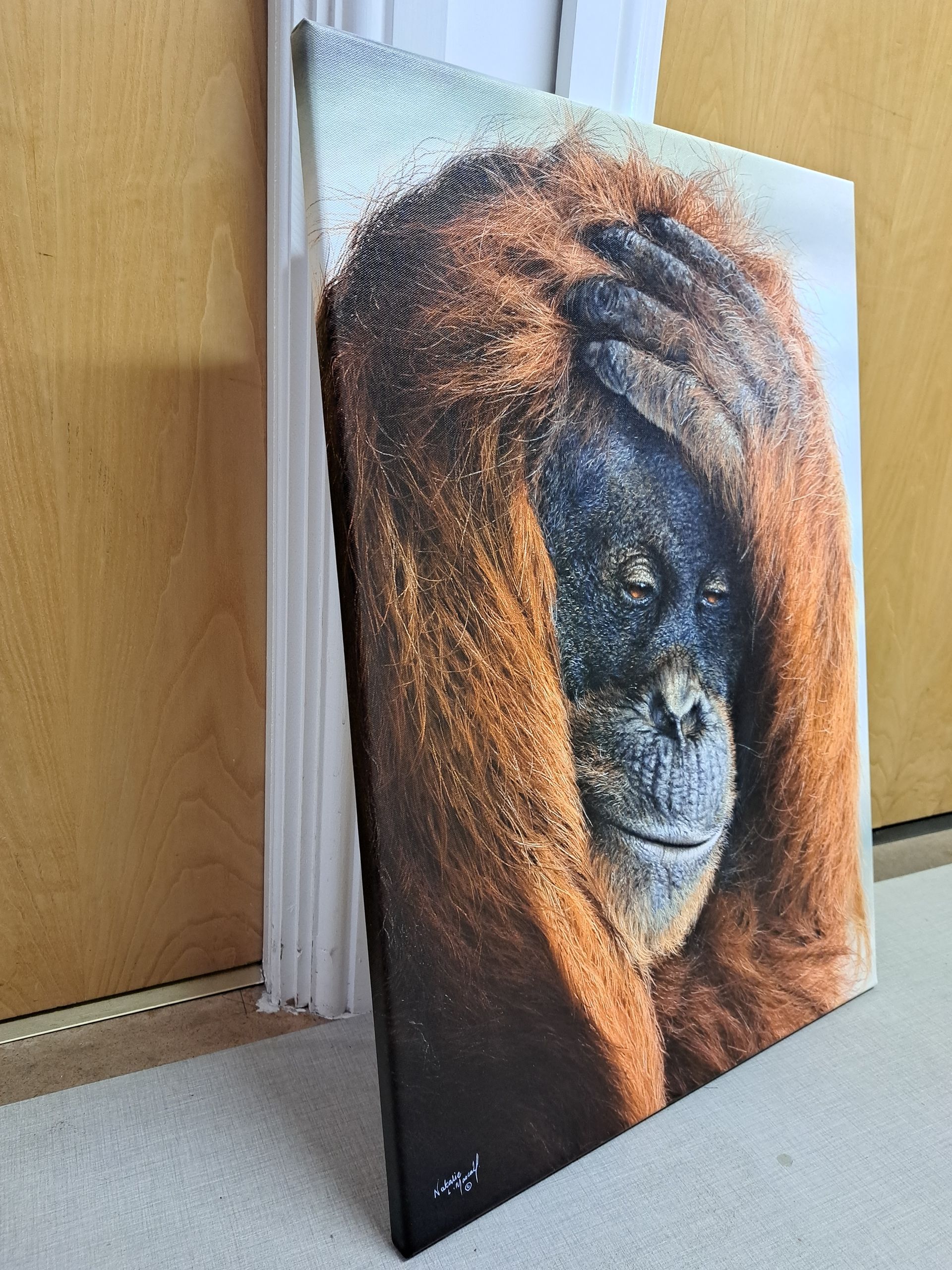 orangutan art, drawing printed to canvas, award winning art, award winning art by Natalie Mascall, canvas print, high quality canvas print, hand-made custom prints, custom canvas print