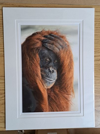 canvas print, orangutan drawing printed to canvas, award winning artwork printed to canvas, canvas art, open edition print, giclee print, fine art print, great ape art, great ape canvas print, custom canvas,
