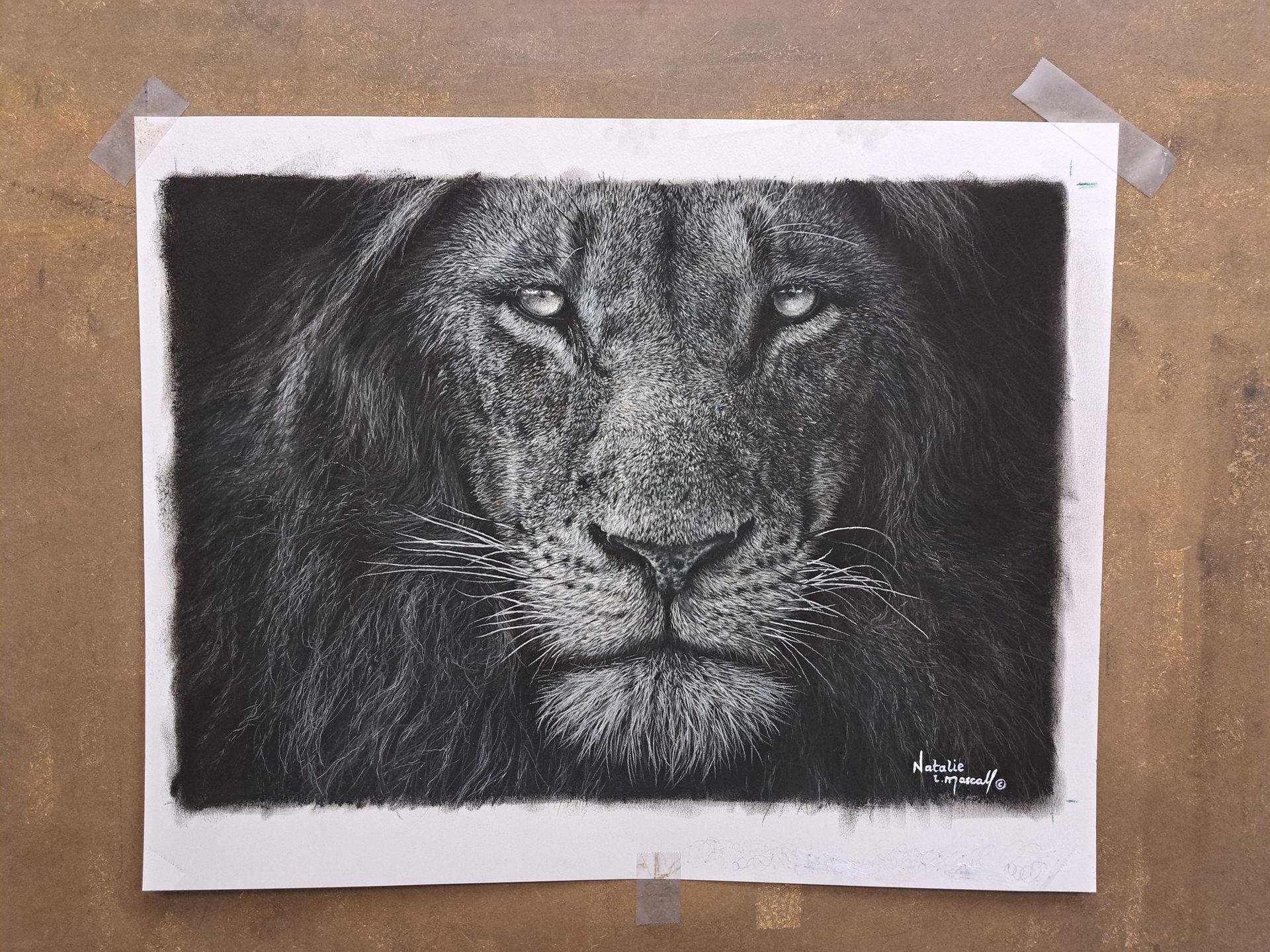 lion print available on paper or on canvas, lion print, limited edition lion print, lion Canvas print, lion print, lion canvas print, custom canvas prints, 12x16inches lion drawing printed to canvas, Art to canvas, art prints, Natalie Mascall's prints, Natalie's Mascall's high quality canvas prints, African lion, African king
