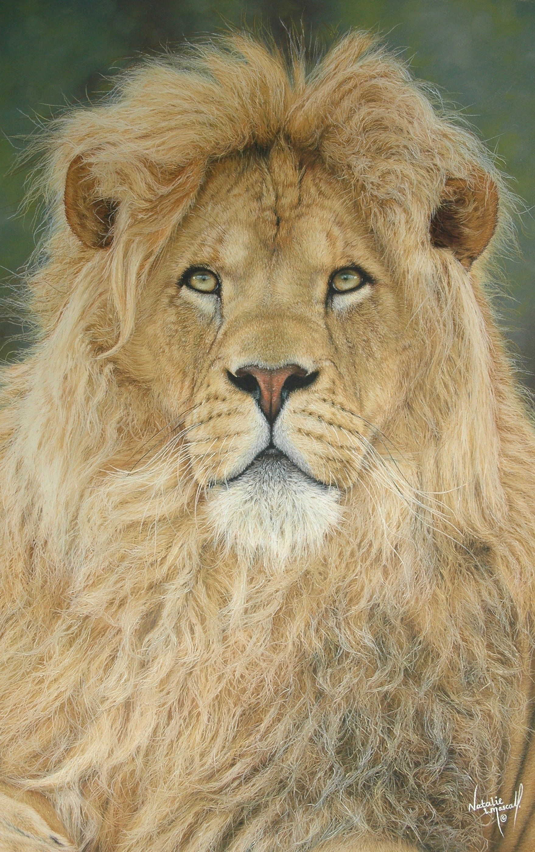 A commission of a lion drawn by Natalie Mascall, award winning wildlife artist. Pastel artist. A lion drawn in pastel by Natalie Mascall.