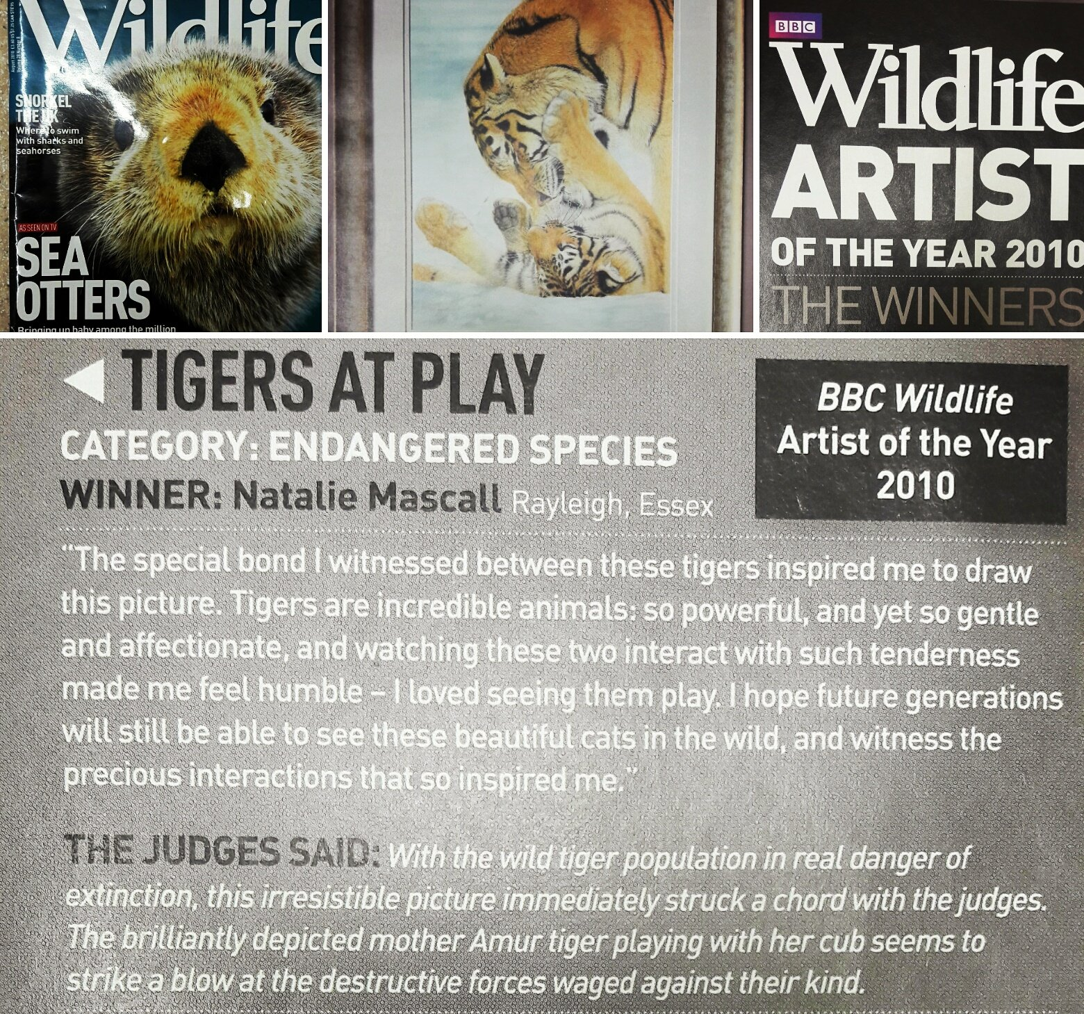 endangered species category winner and overall competition winner Natalie Mascall, wildlife artist of the year, BBC, BBC Wildlife artist of the year, Natalie was named wildlife artist of the year with tigers at play, bbc wildlife artist of the year,
