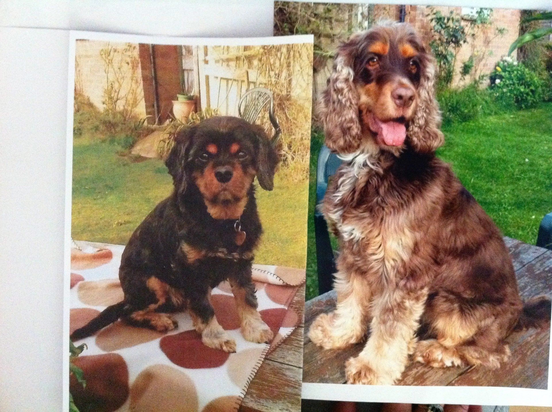 images of pet portraits completed, before and after process of pet portraits undertaken,