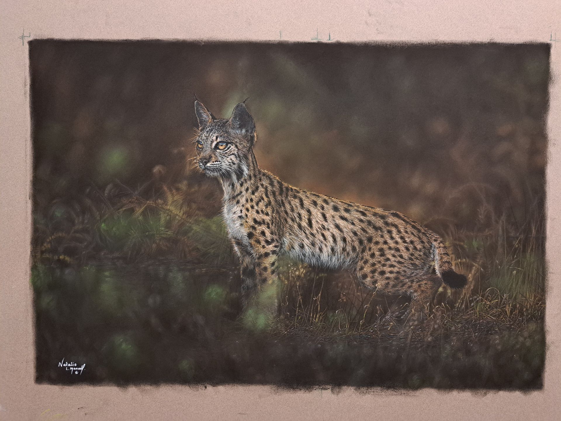 Iberian Lynx art, Iberian Lynx drawing printed to canvas, limited edition Iberian Lynx print, limited edition Iberian Lynx canvas print, only 50, rare cat art,