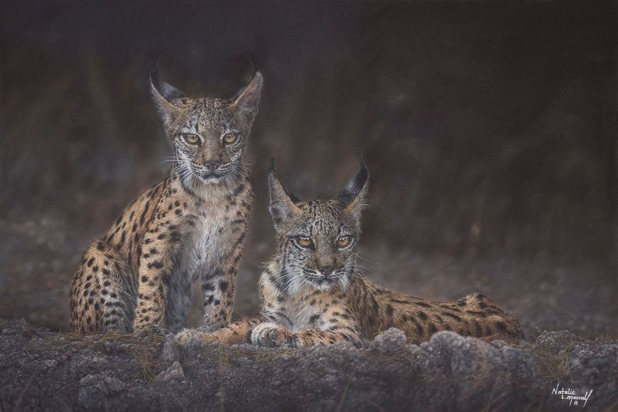 Brand new realistic drawing by award winning artist Natalie Mascall. Natalie has drawn these beautiful Iberian Lynx from Alessandro Uboldi photo reference, with thanks to him for his permission. Natalie was very thankful for his kindness, especially at the great timing that now these wild cats have now gone from an endangered species to vulnerable on the IUCN Red List, which is amazing news. Pastel drawing and prints available direct from the artist.