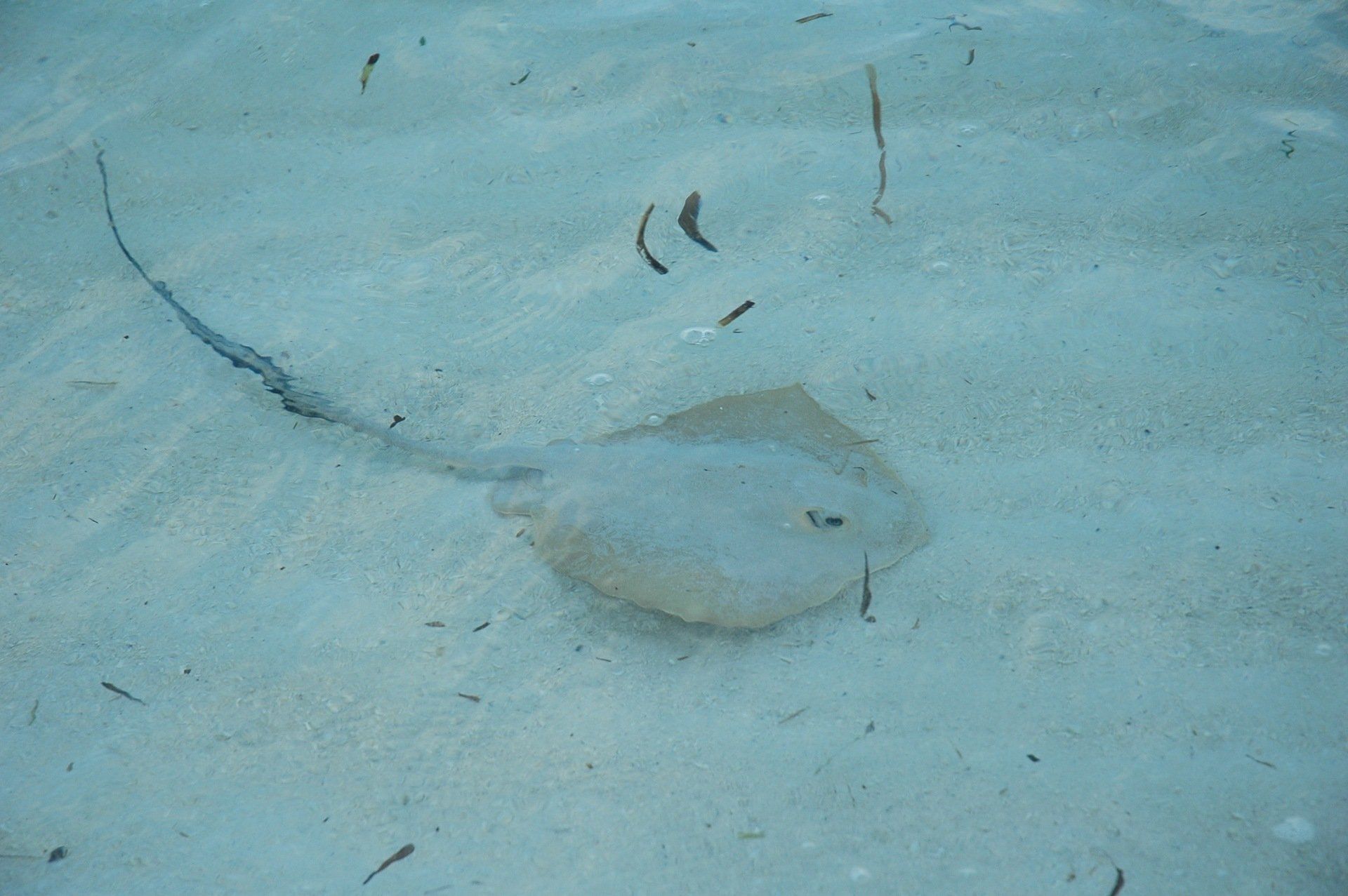 nats adventures, maldives, water world, sea animals,