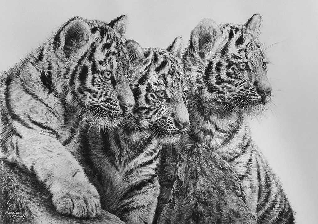 endangered species, amur tiger cubs, tiger, big cats, cub, charcoal, drawing, feline, endangered species,