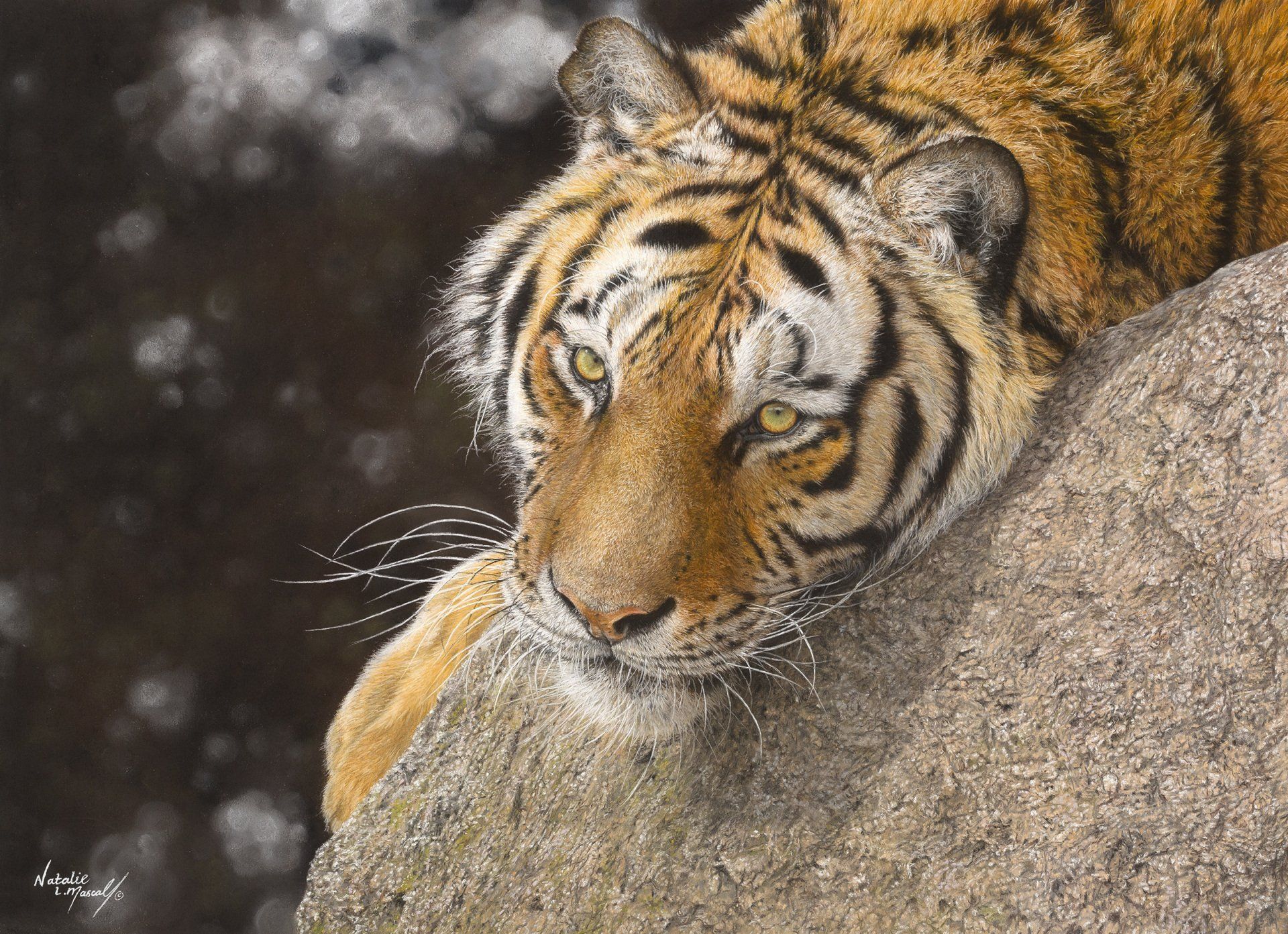 endangered species, tiger on rock, peoples choice winner, WAY, DSWF competition,